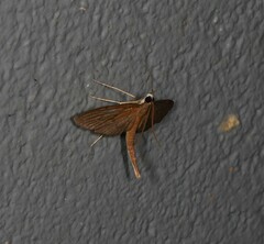 Hymenoptychis sordida