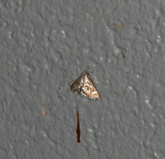 Anydraula pericompsa