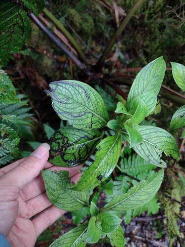 Mountain labordia (Geniostoma hirtellum)