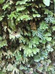 Symphyogyna hymenophyllum
