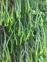 Phlegmariurus billardierei