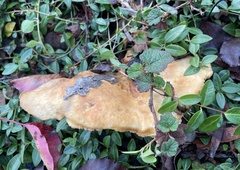 Lactarius alnicola