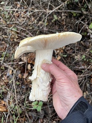 Amanita