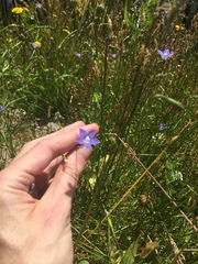 Wahlenbergia violacea