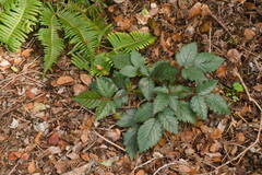 Rubus argutus