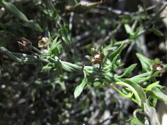 Matelea parvifolia