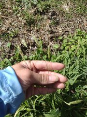 Anthoxanthum odoratum