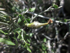 Matelea parvifolia