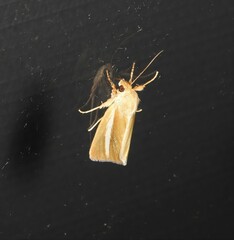 Heliocheilus rhodopolia