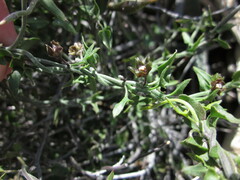 Matelea parvifolia