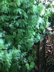 Symphyogyna hymenophyllum