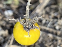 Solanum elaeagnifolium