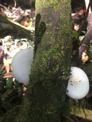 Oudemansiella australis
