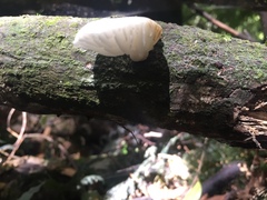 Oudemansiella australis