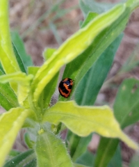 Coccinella
