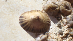 Notoacmea parviconoidea