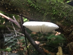 Oudemansiella australis