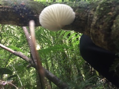 Oudemansiella australis