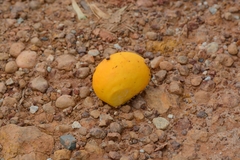 Caryocar brasiliense