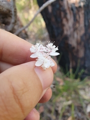 Xanthosia atkinsoniana