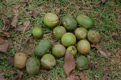 Caryocar brasiliense