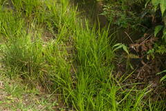 Juncus ensifolius