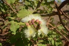 Caryocar brasiliense