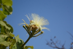 Caryocar brasiliense