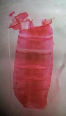 Syngrapha interrogationis