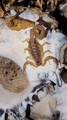 Centruroides exilicauda