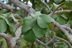 Caryocar brasiliense