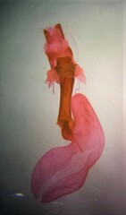 Syngrapha interrogationis