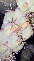 Centruroides exilicauda