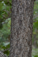 Caryocar brasiliense