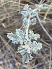 Sphaeralcea hastulata