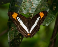 Adelpha serpa