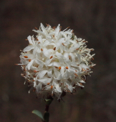 Pimelea imbricata piligera