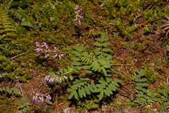 Astragalus robbinsii
