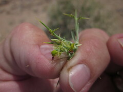 Rhinotropis intermontana