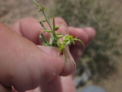Rhinotropis intermontana