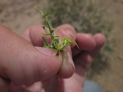 Rhinotropis intermontana