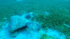 Dactylopterus volitans