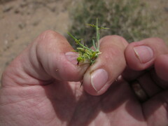 Rhinotropis intermontana