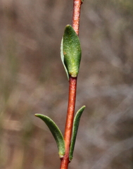 Pimelea imbricata piligera