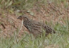 Coturnix pectoralis