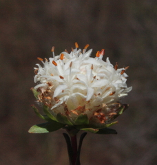 Pimelea imbricata piligera