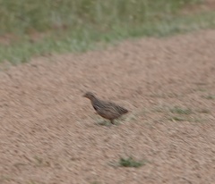 Coturnix pectoralis