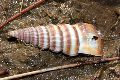 Potamididae