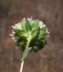 Pimelea imbricata piligera