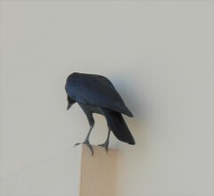 Corvus splendens
